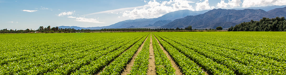 Agricultura sostenible: mejores alimentos para todos - SmartGreen