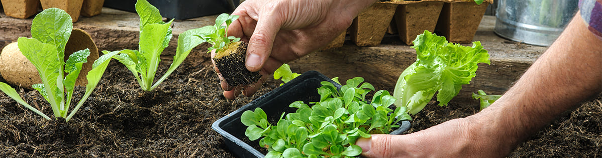 Huerto en casa: una alternativa para cuidar el ambiente | SmartGreen