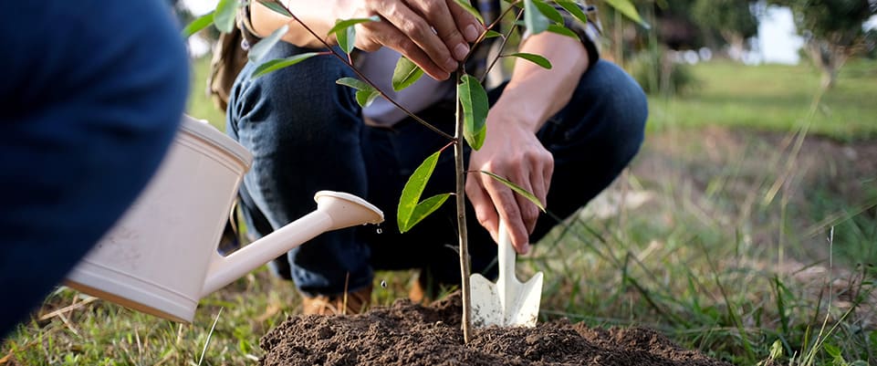 Plantar un árbol: más vida en tu jardín o balcón | SmartGreen -1